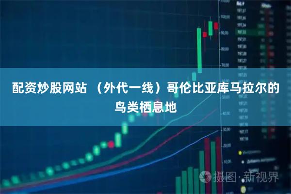 配资炒股网站 （外代一线）哥伦比亚库马拉尔的鸟类栖息地